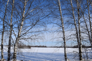 Spring. Sky. Trees