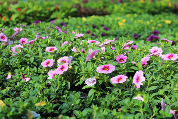 Tables full of Calibrachoa flowers growing in various colors