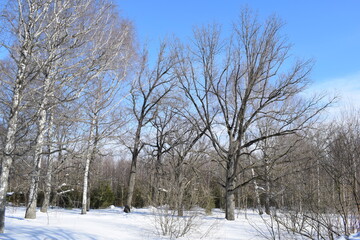 Spring. Sky. Trees