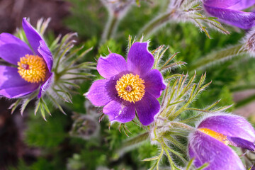 Obraz premium Violet flowers ,pulsatilla, which has another name Sleep grass or Dream grass, this is one of the earliest spring flowers, top view