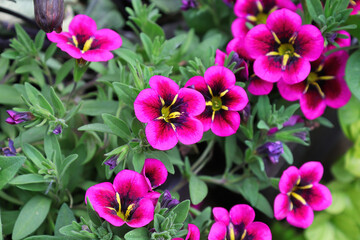 Closeup of magenta and purple Calibrachoa flowers in bloom