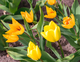 Bright orange and yellow tulips on a flower bed in spring.