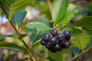 Chokeberry berries on a branch with leaves around. Chokeberry berries. Growing chokeberry. Aronia.