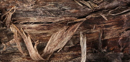 Close up bark tree poplar  background and texture for design, writing and drawing