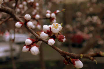 Apricot flowers