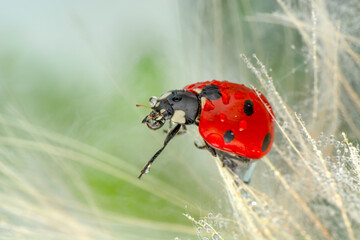 Beautiful Ladybug on dandelion defocused background