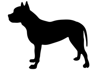 Big pit bull. Vector image.