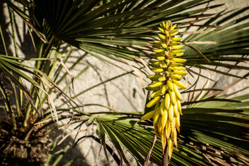 yellow flower 