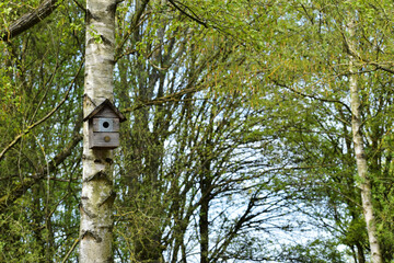 Wooden bird house on a birch in the park in spring, Ryton Pools Country Park, Ryton-on-Dunsmore, England, UK