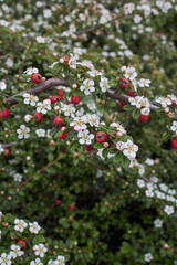 Cotoneaster microphyllus 