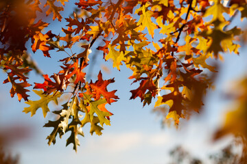 Colorful oak autumn leaves in the sky. Fall Quercus foliage.  