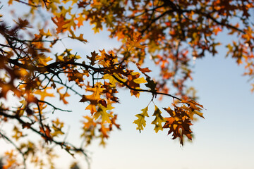 Oak autumn leaves on the tree. Fall Quercus foliage. 