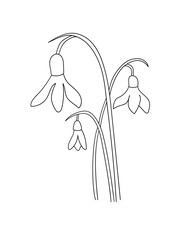 Line art Snowdrop Flowers on white background. Minimalist abstract Vector Illustration for Icon or Wedding invitation card