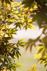 Beautiful Japanese maple leaves on the tree, Acer palmatum