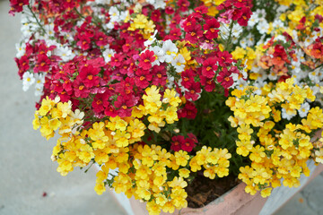 Nemesia strumosa