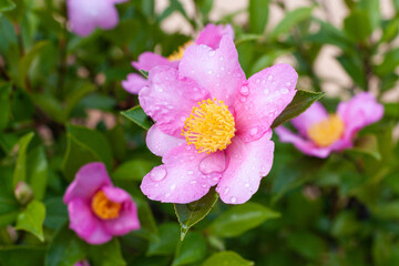 Pink Camellia hiemalis flower with raindrops