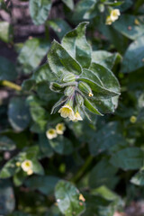 Fototapeta premium Nonea lutea