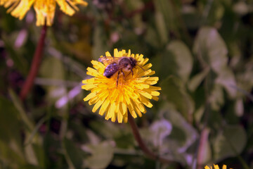 bee on a dandelion