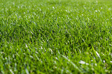 Green grass background