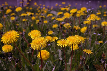 dandelions in the meadow