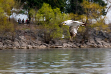 A seagull spreads its wings as it flies over a river with some trees and rocks in the background in Mississauga, Ontario.