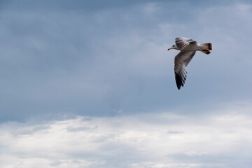 A seagull with its wings spread, flying against the clouds