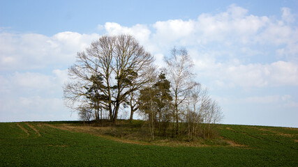 Fototapeta na wymiar Spring landscape: A green field with an islet of several trees and a blue evening sky in the setting sun.
