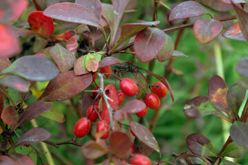 red berries in autumn