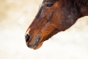 Altes Pferd