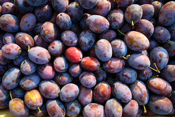 Ripe plums. Close up of fresh plums, top view. Macro photo food fruit plums. Texture background of fresh blue plums. Image fruit product. D'Agen French prune plum.