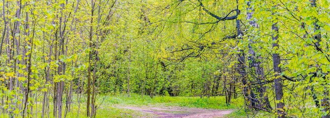Spring forest with trees and green grass. Beautiful panoramic scenery