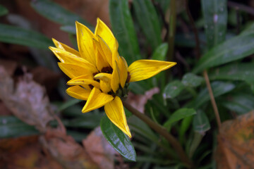 yellow flower