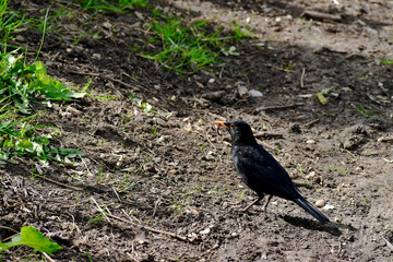 Male blackbird with a worm in its beak on the ground, England, UK