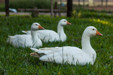 Geese posing calmy in a yard