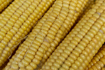 Freshly harvested corn, close up.
