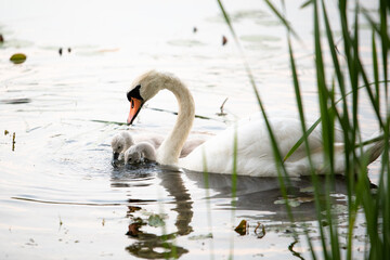 Obraz premium A swan mother goes to look for food with her children.