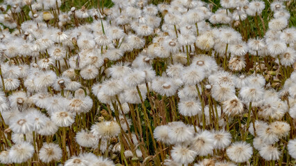 Close up of numerous fluffy seed heads of a large, growing, colony of Coltsfoot (Tussilago farfara) a species of wildflower in Springtime. A natural, abstract, landscape image. Oxfordshire, England  - 431577658