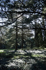 pines in the park