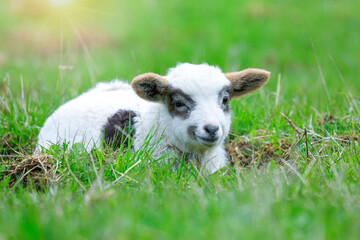 A cute small sheep (lamb) on the meadow . He is first time on the spring grass. Sunny weather.