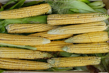 Freshly harvested corn on green leaves. Corn on cob on the leaf after harvest.