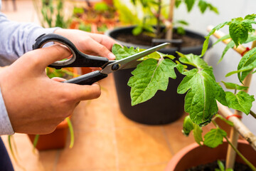 Detail of a woman's hands pruning a tomato plant with scissors in the urban garden on the terrace...
