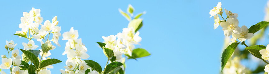 Blooming jasmine against the blue sky. Spring and summer background. Banner