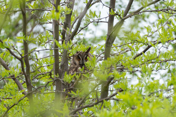 Fototapeta premium long-eared owl Asio otus, in the wild