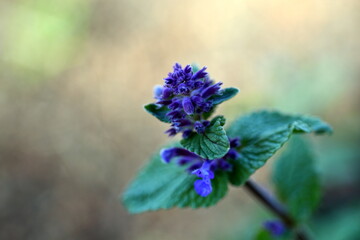 Nahaufnahme einer blühenden Duftminze