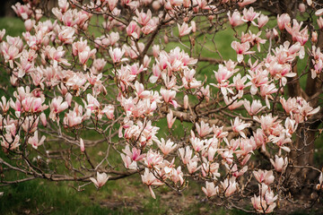 
Magnolienblüten