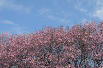 Wiosenne drzewa kwitnące na różowe na tle błękitu nieba, Polska © Ewa