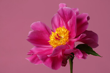 Bright peony flower of simple shape with magenta petals and a yellow center isolated on a pink background.