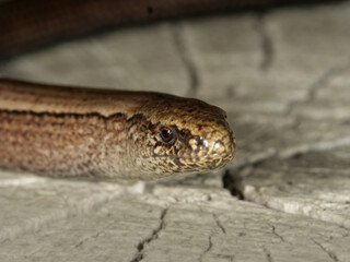 Blindschleiche - Kopf, Westliche Blindschleiche (Anguis fragilis) auf Holz