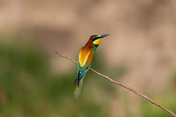 European bee eater Merops apiaster sitting on a branch