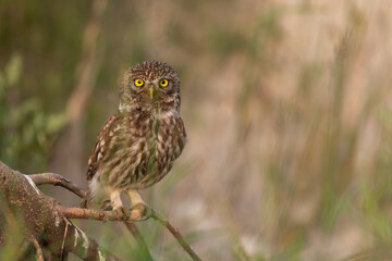 Little owl in natural habitat. Athene noctua